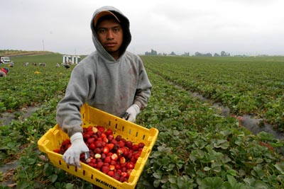 Mixtec Immigrant Picking Strawberries